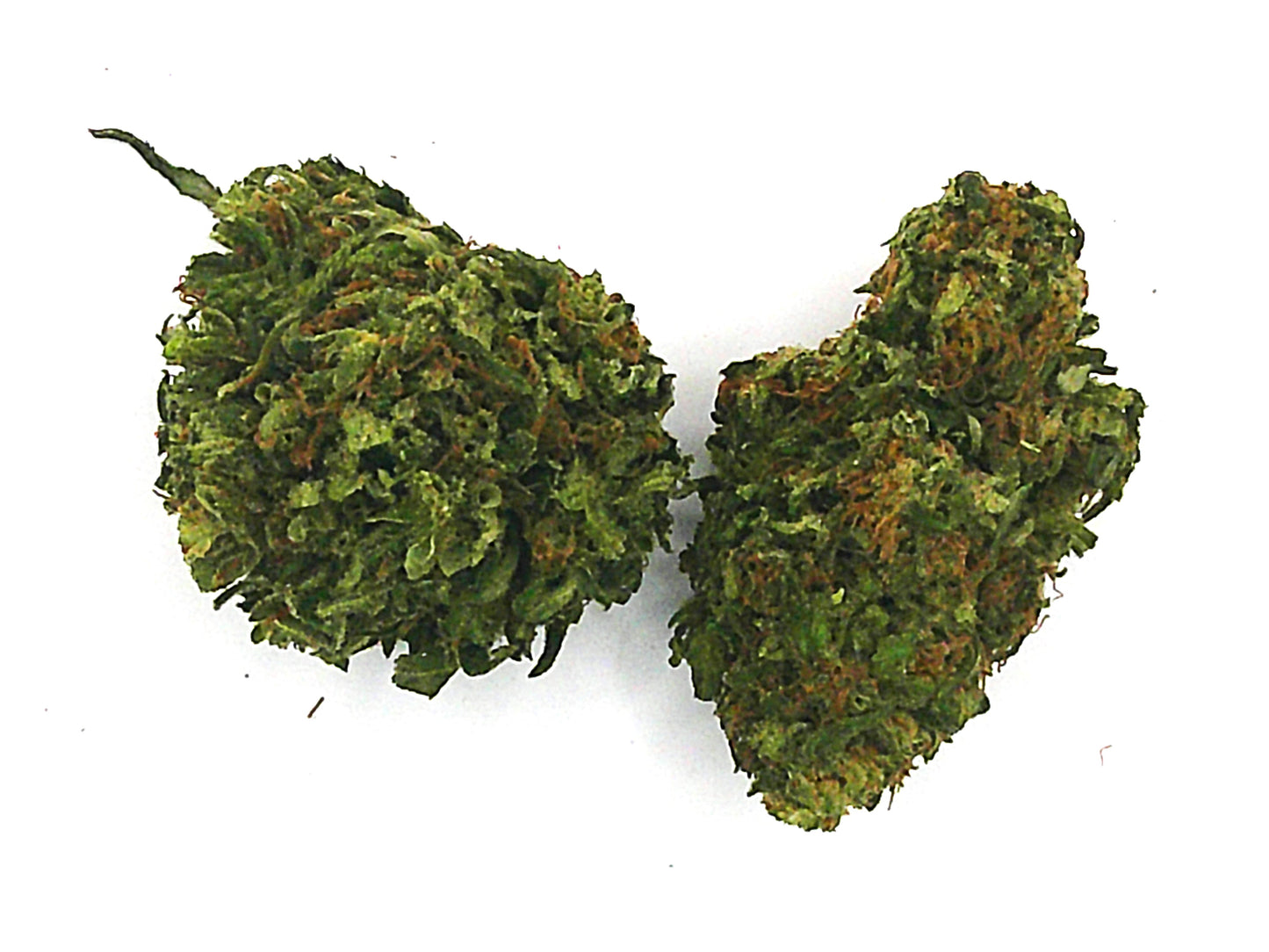 ENECTALIANA (RUPTURE DE STOCK)