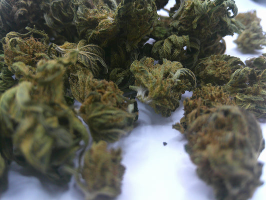 CBD pas cher (Mini Bud)