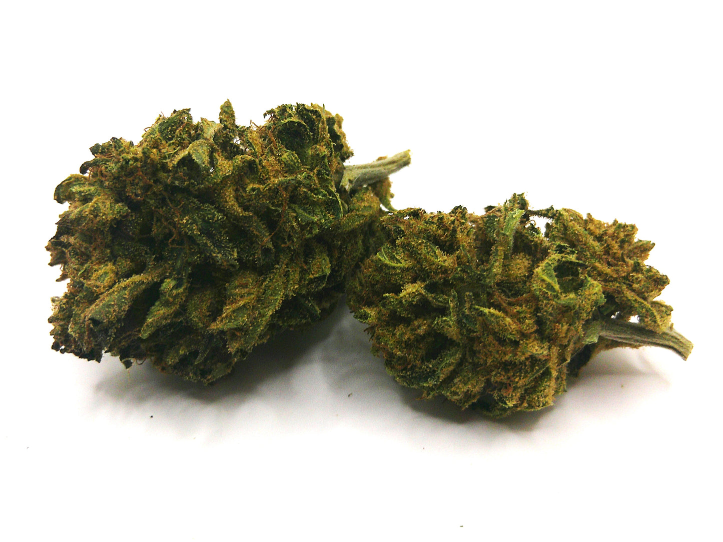 NORTH WEST (RUPTURE DE STOCK)