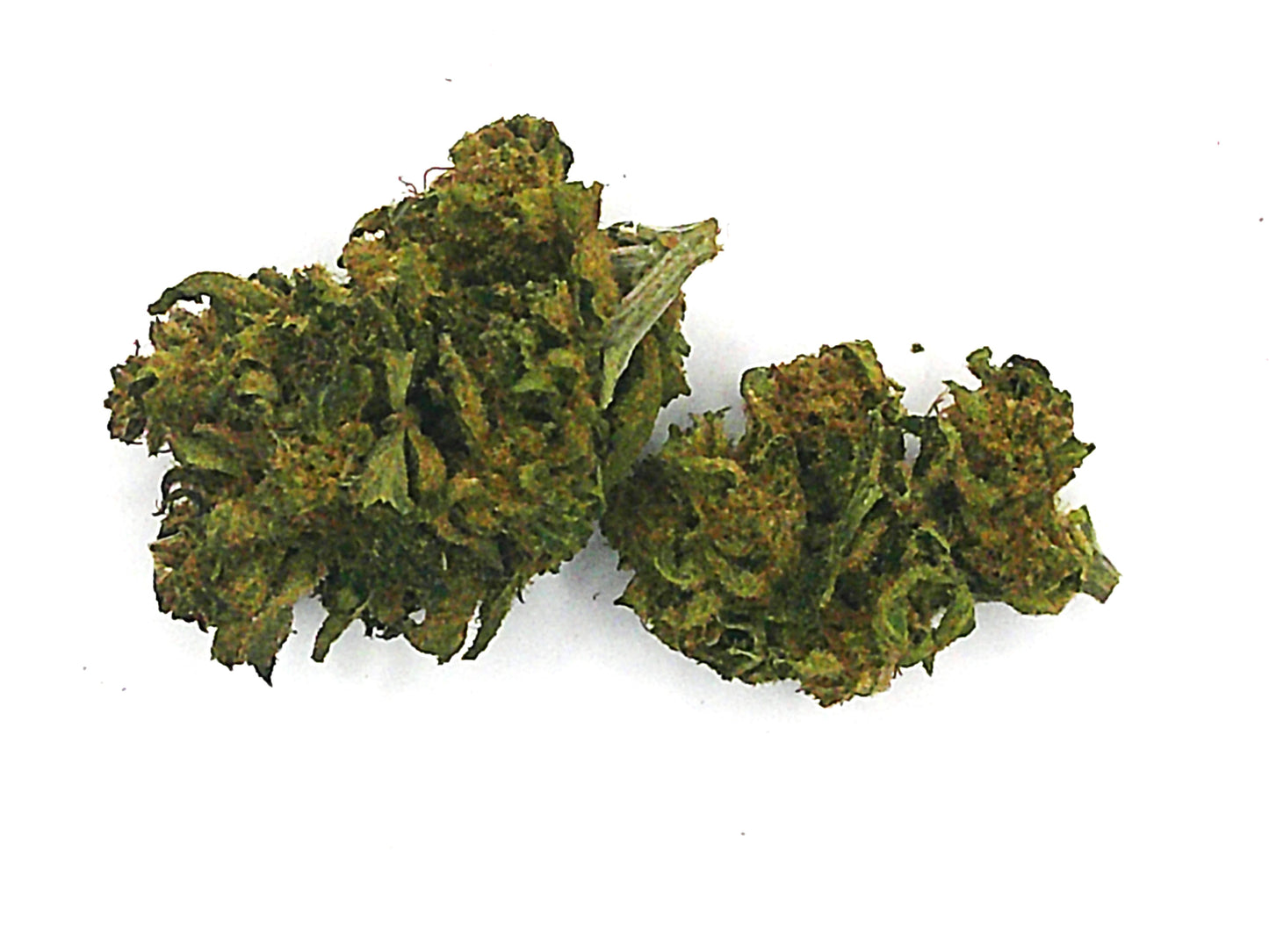 NORTH WEST (RUPTURE DE STOCK)